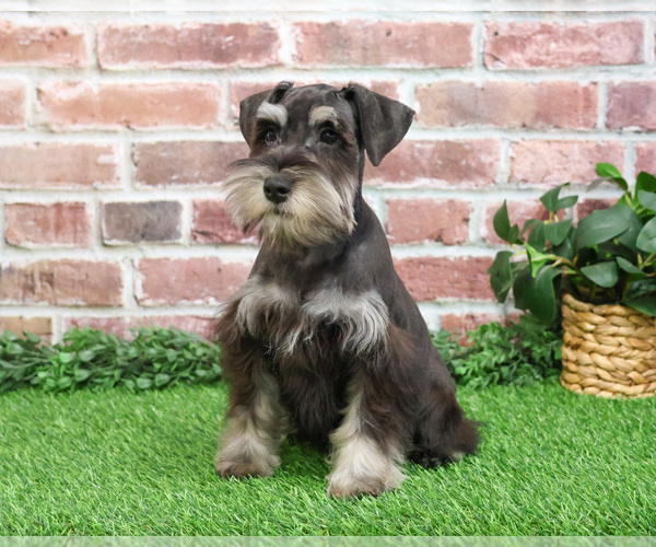 Medium Photo #5 Schnauzer (Miniature) Puppy For Sale in SYRACUSE, IN, USA