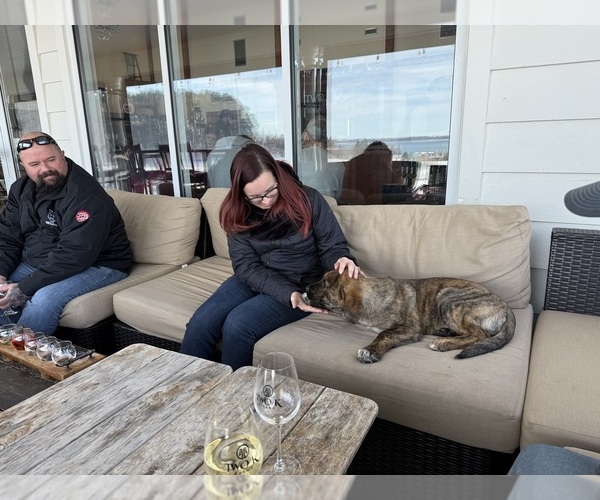 Medium Photo #7 Cane Corso Puppy For Sale in KEWADIN, MI, USA