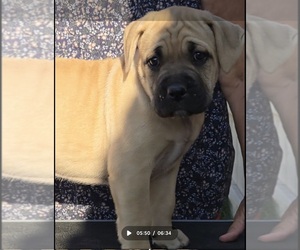 Cane Corso Puppy for sale in CAMBY, IN, USA