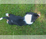 Small #11 Basset Hound