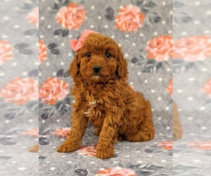 Poodle (Miniature) Puppy for sale in NEW PROVIDENCE, PA, USA