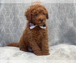 Small Photo #8 Goldendoodle (Miniature) Puppy For Sale in LAKELAND, FL, USA