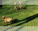 Small Photo #6 American Bully Puppy For Sale in OTHO, IA, USA