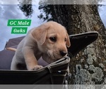 Small #9 Labrador Retriever