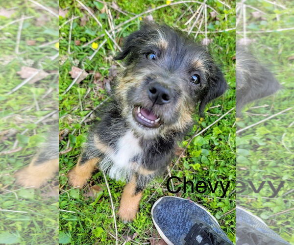 Medium Photo #2 Aussiedoodle Miniature  Puppy For Sale in Parker Ford, PA, USA
