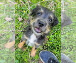 Small #1 Aussiedoodle Miniature 