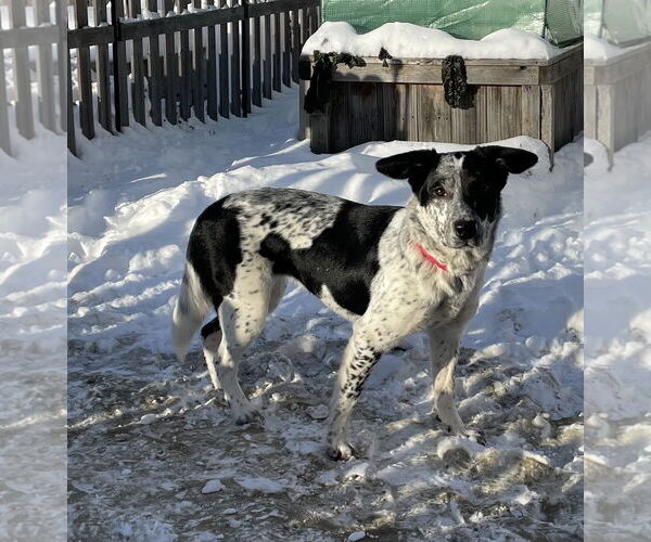 Medium Photo #1 Mutt Puppy For Sale in Garden City, NY, USA