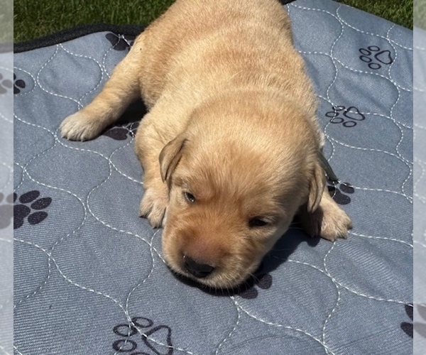 Medium Photo #9 Labrador Retriever Puppy For Sale in DE MOSSVILLE, KY, USA