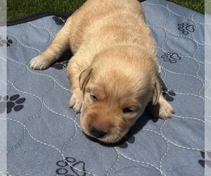 Medium Labrador Retriever