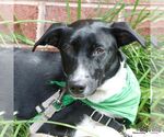 Small #6 Labrador Retriever-Retriever  Mix
