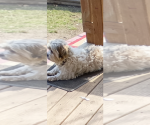 Father of the Havapoo puppies born on 10/01/2025