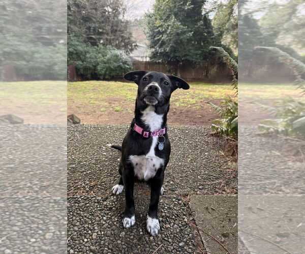 Medium Photo #5 Chihuahua-Unknown Mix Puppy For Sale in Missouri City, TX, USA