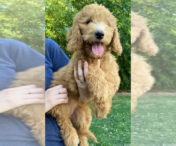Medium Photo #1 Goldendoodle Puppy For Sale in CORNING, CA, USA