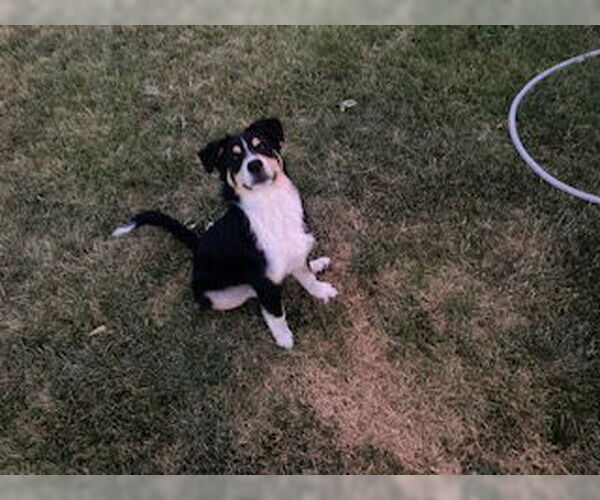Medium Photo #4 Shollie Puppy For Sale in Sandy, UT, USA