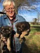 Small Photo #4 German Shepherd Dog Puppy For Sale in MILLBROOK, AL, USA