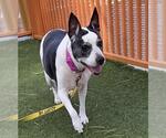 Small #1 American Pit Bull Terrier Mix
