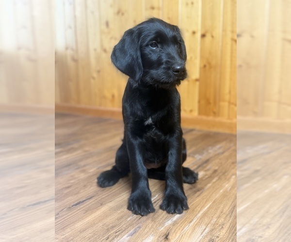 Medium Photo #3 Goldador Doodle Puppy For Sale in ESTES PARK, CO, USA