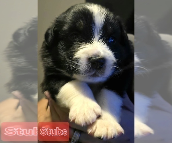 Medium Photo #9 Border-Aussie Puppy For Sale in ROY, UT, USA