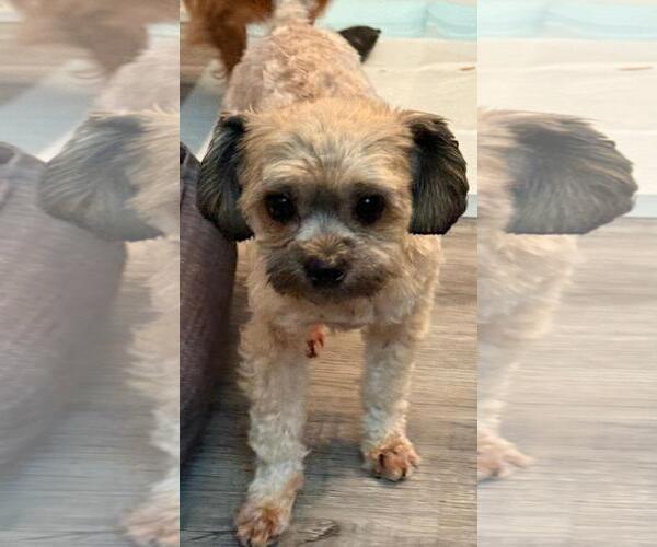 Medium Photo #6 Chihuahua Puppy For Sale in Atlanta, GA, USA