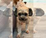 Small #5 Chihuahua
