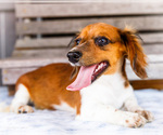 Small Photo #45 Dachshund Puppy For Sale in WAKARUSA, IN, USA