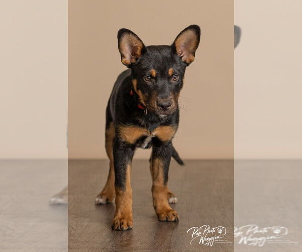 Medium Photo #5 German Shepherd Dog-Unknown Mix Puppy For Sale in Claremore, OK, USA