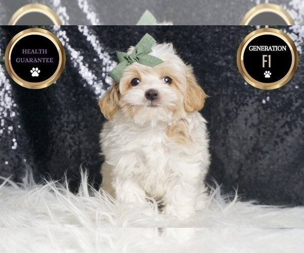 Medium Photo #8 Maltipoo Puppy For Sale in WARSAW, IN, USA