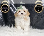 Small Photo #16 Maltipoo Puppy For Sale in WARSAW, IN, USA