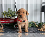 Small Photo #9 Golden Labrador Puppy For Sale in BEACH CITY, OH, USA