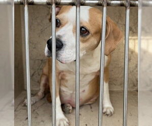 Mutt Dogs for adoption in Oklahoma City, OK, USA