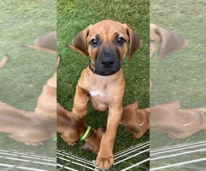 Rhodesian Ridgeback Puppy for Sale in RIVERSIDE, California USA