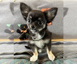 AKC Huba Huba - Male Chihuahua Puppy for Sale - Photo #5