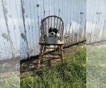 Small #4 Aussiedoodle Miniature 