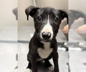 Labrador Retriever-Unknown Mix Dogs for adoption in Redlands, CA, USA