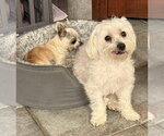 Small #8 Maltese