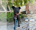 Small #5 Labrador Retriever Mix