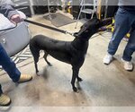 Small Photo #1 Greyhound Puppy For Sale in Livonia, MI, USA