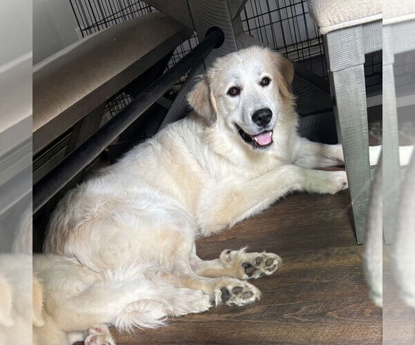 Medium Photo #2 Great Pyrenees Puppy For Sale in Croydon, NH, USA