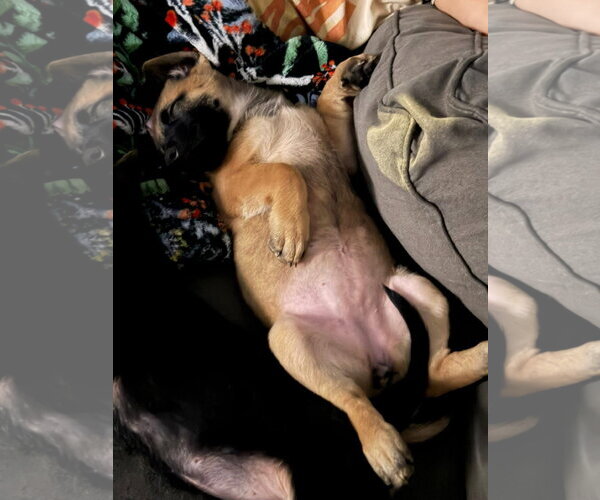 Medium Photo #3 Mutt Puppy For Sale in Germantown, OH, USA