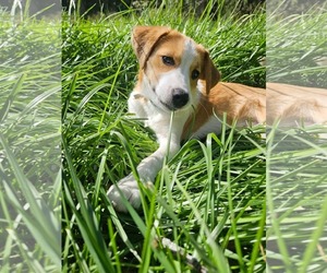 Siberian Husky-Unknown Mix Dogs for adoption in Germantown, OH, USA