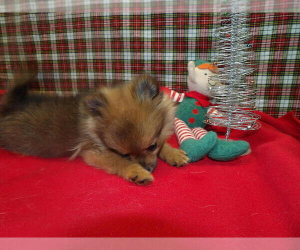 Medium Photo #3 Pomeranian Puppy For Sale in PATERSON, NJ, USA