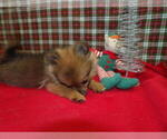 Small #2 Pomeranian