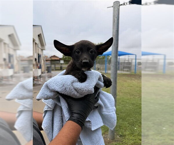 Medium Photo #1 German Shepherd Dog-Unknown Mix Puppy For Sale in Corpus Christi, TX, USA