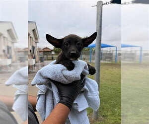 German Shepherd Dog-Unknown Mix Dogs for adoption in Corpus Christi, TX, USA