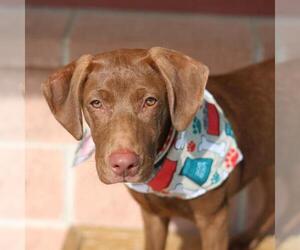Labrador Retriever-Unknown Mix Dogs for adoption in San Antonio, TX, USA