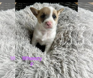 Mutt Dogs for adoption in Oakhurst, NJ, USA