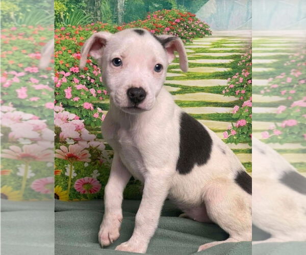 Medium Photo #1 Mutt Puppy For Sale in Lakewood, CO, USA