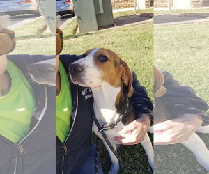 Beagle Dogs for adoption in Thomasville, NC, USA