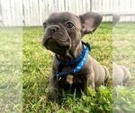 Small French Bulldog