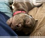 Small #5 Bullboxer Pit